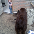 ik sta lekker op mijn gemak te drinken terwijl de jongste in de deur zegt af (hahah) en baasje neemt gelijk een foto daarvan en dan nog wel met me berenkont;-)