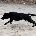 Labrador