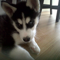 Alaskan Malamute