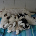 Dempsey met zijn 3 broertjes en 1 zusje bij hun mama Nikky toen ze nog in het asiel zaten. Al die kontjes bij elkaar. Gewoon onweerstaanbaar :D Echt so cute <3