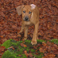Rhodesian Ridgeback