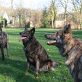 Hollandse Herdershond
