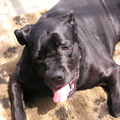 Cane Corso Italiano