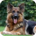Oud Duitse Herdershond