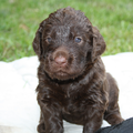 de doodle hoeve