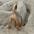 gino voor het eerst op het strand,wat een zand en wat een feest...Graven maar!!!!!!!!!!!!!!
[IMG]http://img211.imageshack.us/img211/3505/graven2.jpg[/IMG]
By [URL=http://profile.imageshack.us/user/carlala1]carlala1[/URL] at 2011-01-07