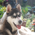 Siberische Husky