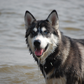 Siberische Husky