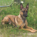 Mechelse Herder