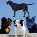 De honden van Het Moderator-Team.  