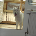 Alaskan Malamute