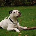Amerikaanse Bulldog