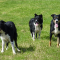 Born as a Star Bordercollies