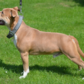 American Staffordshire Terrier