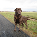 Labrador