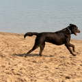 Labrador