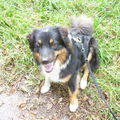 Australian Shepherd