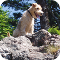 Lakeland Terrier