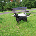 Labrador