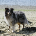 Sheltie