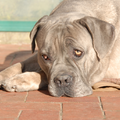 Cane Corso Italiano