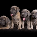 Cane Corso Italiano