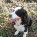 Berner Sennenhond
