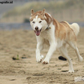 Siberische Husky
