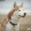 Siberische Husky