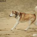 Siberische Husky