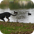 Pure groene verse blijheid van een hond die enkel de harde werkelijkheid van de luchthaven van Kreta kende! 