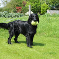 Flat Coated Retriever