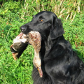 Flat Coated Retriever