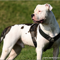 Amerikaanse Bulldog