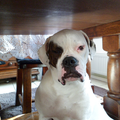 Amerikaanse Bulldog