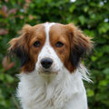 Kooikerhondje