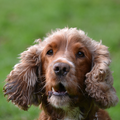 Engelse Cocker Spaniel