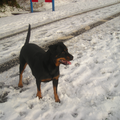 Rottweiler