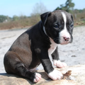American Staffordshire Terrier