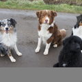 Down Under Dogs
