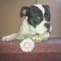 Old English Bulldog
