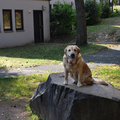 Labrador