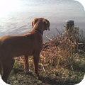 Rhodesian Ridgeback