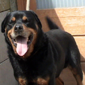 Rottweiler