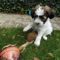 Tibetaanse Terrier