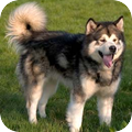 Alaskan Malamute