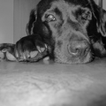 Labrador