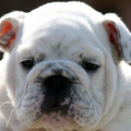 Engelse Bulldog