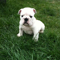 Engelse Bulldog