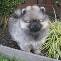 Dee's Pomeranians